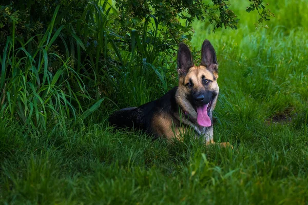 Eine Deutsche Shepard Die Einem Gesamt Unter Einem Baum Mit — Stockfoto