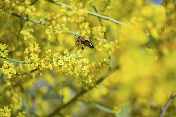 Close Van Een Honingbij Bestuivende Gele Bloemen Met Achtergrond Uit — Stockfoto