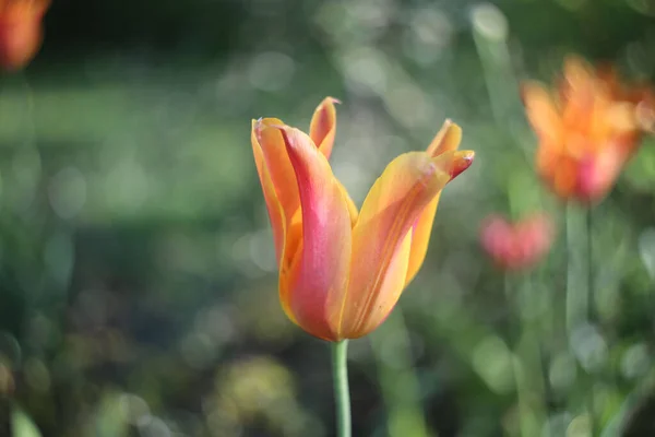 Een Selectieve Focus Shot Van Een Lady Tulp Een Bokeh — Stockfoto