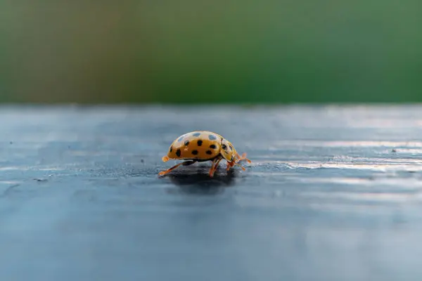 Nahaufnahme Eines Marienkäfers Der Auf Einer Oberfläche Kriecht — Stockfoto