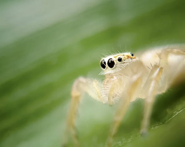 Makroaufnahme Einer Durchsichtigen Springenden Spinne — Stockfoto