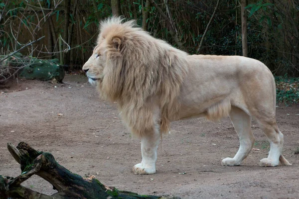 Lion Dans Zoo Flèche France — Photo