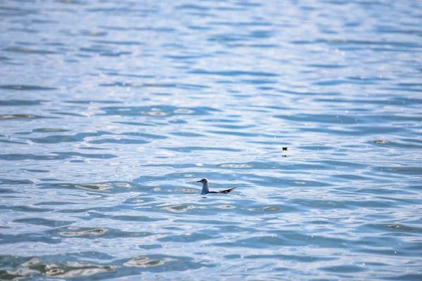 一只可爱的海鸥在蓝色的水里游泳 — 图库照片