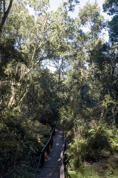 Prachtig Knysna Bos Gelegen Aan Tuin Route Van Zuid Afrika — Stockfoto