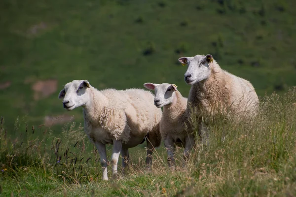 Les Moutons Qui Paissent Dans Les Alpes France — Photo