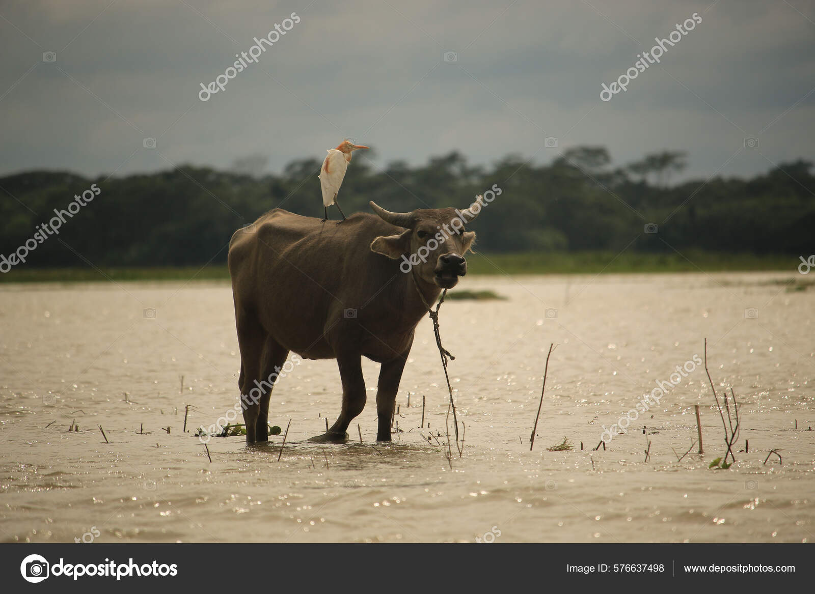마리의 가암소 의등에 구름낀 아름다운 — 스톡 사진 © wirestock_creators #576637498, image size:1600x1167