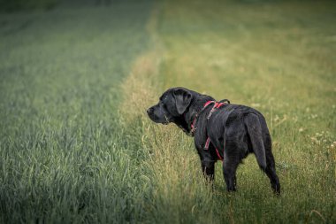 Dışarıda çimlerin üzerinde duran siyah bir Labrador av köpeği.