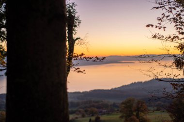 Gün batımına karşı ağaç gövdesi. Mont Pelerin, Vaud, İsviçre.