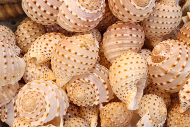 Yığının içinde güzel kahverengi deniz kabuklarının yakın çekimi