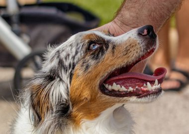 Bulanık bir arka planda Avustralyalı bir çoban köpeğinin yakın plan çekimi.