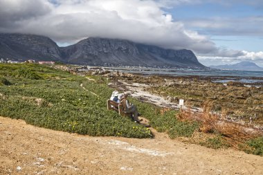 Bir grup kıdemli insan sahilde oturup Hermanus, Güney Afrika 'daki Bettys Bay doğa koruma alanında Penguenleri izliyorlar.