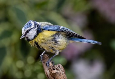 A macro shot of a Eurasian blue tit (Cyanistes caeruleus), a passerine bird perched on the wood