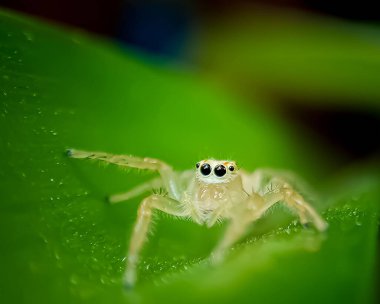 Şeffaf zıplayan örümceğin seçici odak noktası