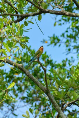 Bir ağaç üzerinde mavi kuyruklu bir arı yiyici (Merops philippinus) seçici
