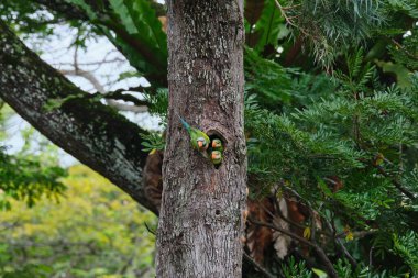Gündüz vakti boşlukta üç kuşun güzel manzarası..