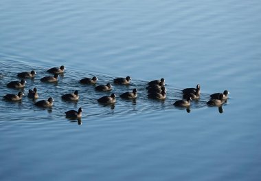 Essex, İngiltere 'de mavi bulutsuz gökyüzünde uçan bir koyun sürüsünün yakın çekimi.