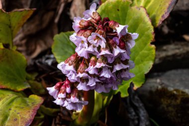 Bergenia crassifolia 'ya yakın çekim, fil kulağı olarak bilinir..