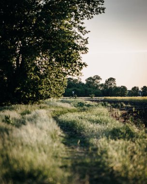 Gri gökyüzü arka planında yemyeşil ağaçların olduğu dikey, güzel bir manzara.