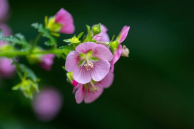 Bahçedeki (Anisodontea capensis) çiçeklere yakın çekim