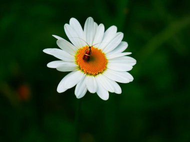 Bir papatyanın içindeki bir böceğin güzel fotoğrafı.