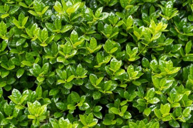 Kalın bir çalılığa yakın çekim. Canlı yeşil yapraklarla dolu bir yaz bahçesinde. Üzerlerine güneş ışığı düşüyor.