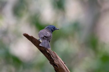 Sırtından görüldüğü gibi sağa bakan bir dala tünemiş Kara Peçeli Kral, Hipotymis Azurea, Tayland