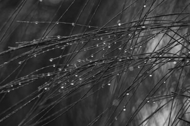 Arkaplan olarak yağmur damlası olan gri renkli çimen görüntüsü