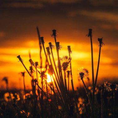 Çıplak karahindiba kafalarının silueti altın bir günbatımına karşı bir tarlada