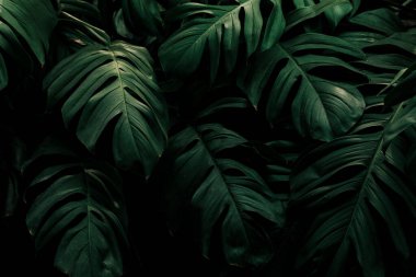 Monstera Deliciosa 'nın yakın planda çekilmiş bir fotoğrafı.