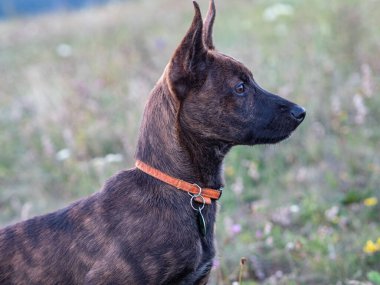 Bir Hollandalı çoban köpeği dışarı bakıyor.