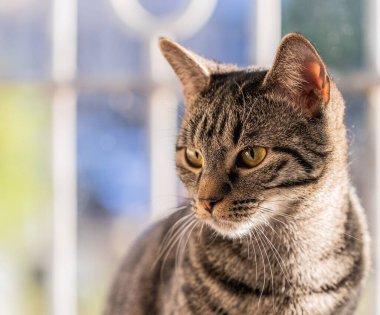 Pencerenin önündeki sevimli Tekir kedinin yakın çekimi.