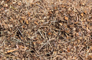 Çok sayıda karıncayla yakın plan çekim, fauna, sürü
