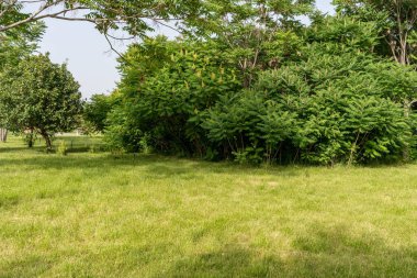 Yeşil ağaçlarla dolu güzel bir park manzarası ve yürüyüş ve gezinti için çimenler.