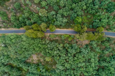 Dron hava görüntüsü meşe ağaçları arasında bir dağ yolu