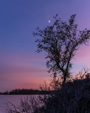 Sahildeki bir ağaç siluetinin dikey görüntüsü akşam gökyüzünün arka planına karşı hilal şeklinde..