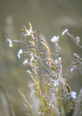 Bir tarladaki kedi sineği bitkisinin yakın çekimi.
