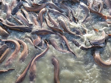 Bir sürü balık balık çiftliği. Tatlı su balık besleme gölet kaldırdı ve ticari pazarlara satılan