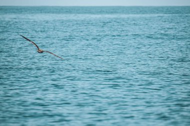 Portekiz, Madeira kıyılarında uçan bir kuşun güzel bir görüntüsü.