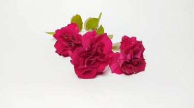 Beyaz kağıt üzerinde gül çiçeğini kapat