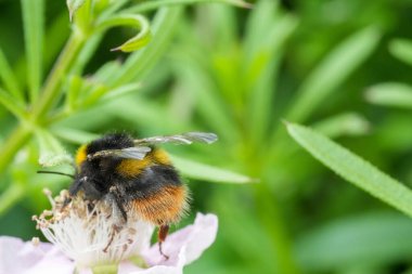 Bulanık yeşil bir arka planda beyaz bir çiçeği tozlayan yaban arısına yakın çekim
