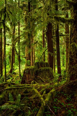 Bir yosun, batı Washington eyaletinin yarımadasındaki Olimpiyat Ulusal Parkı 'nın Hoh yağmur ormanlarındaki bir ağacın dallarını ve gövdelerini kaplıyor.