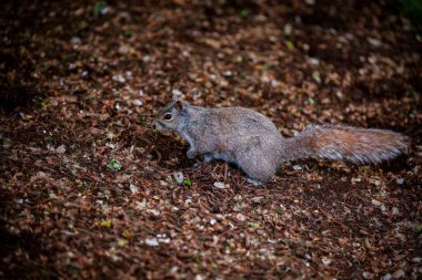 Sonbaharda bulanık bir arka planda parkta küçük bir sincabın manzarası.