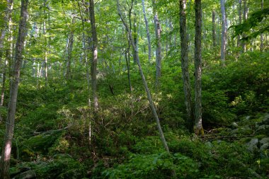 Yerdeki yeşil bitkilerle birlikte ormandaki uzun yosunlu ağaç gövdelerinin güzel manzarası.
