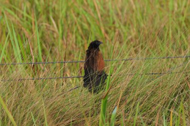 Yeşil çimenlikteki kablolar üzerinde daha küçük bir coucal (Centropus bengalensis)