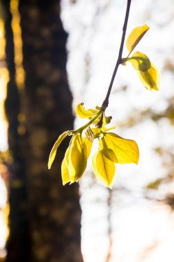 Güneş ışığında bir ağacın dalında yeşil yaprakların dikey yakın çekimi