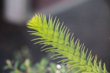 Korku Maymunu adında bir bitki