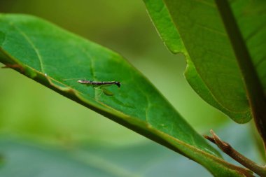 Bir bitkinin yeşil yapraklı hiyerodula patelliferasına yakın çekim.