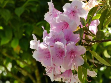 Yaku Prensi rhododendron 'un seçici odak noktası.