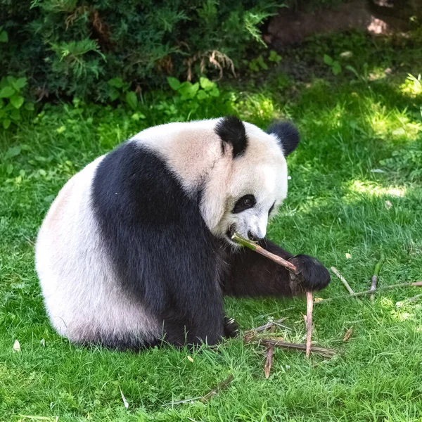 Mladý Obr Panda Jíst Bambus Trávě Portrét — Stock fotografie