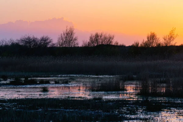 湿地には美しい夕日が反射し その中に植物があります — ストック写真